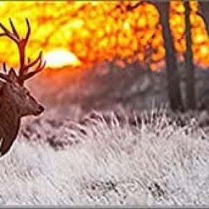 Natural Sunset Landscape Deer In The Forest Canvas Paintings Wall Art Posters and Prints No Frame