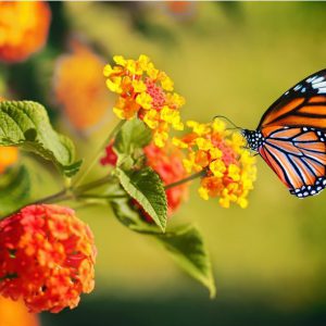Butterfly And Flower Canvas Prints Painting Without Frame