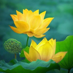 Exquisite Micro Lotus Painting – Hand Painted Painting