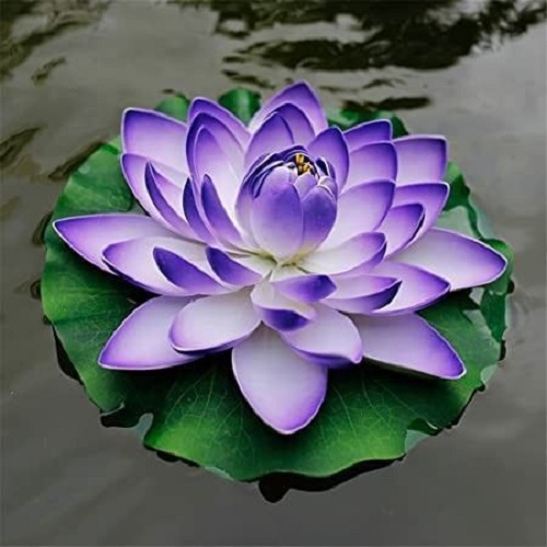 A Exquisite, Micro Lotus,