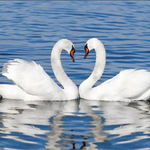 Vastu Swan Birds Canvas Print Wall Art Painting (Without Frame)