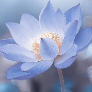 White Lotus Hand-Painted Canvas Wall Art Painting