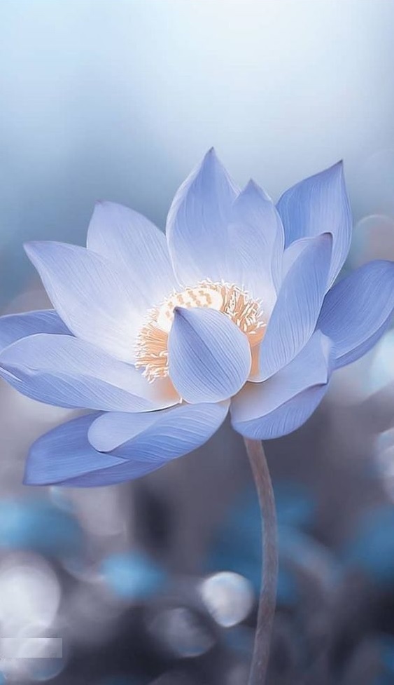 Beautiful White Lotus