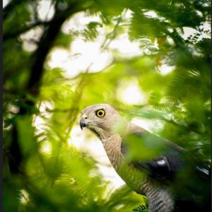 Canvas Bird Wall Art Painting Posters And Prints On Canvas (Without Frame)
