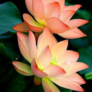 Exquisite, Micro Lotus Painting – Hand Painted Painting