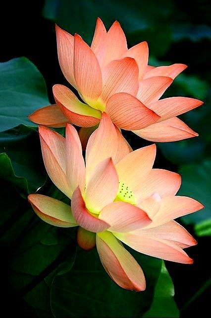 Exquisite, Micro Lotus