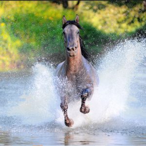 One Horse Wall Art Painting Posters And Prints On Canvas (Without Frame)