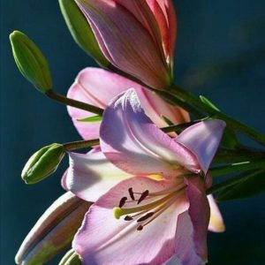 Pink Flower Hand-Painted Canvas Art – Botanical Elegance