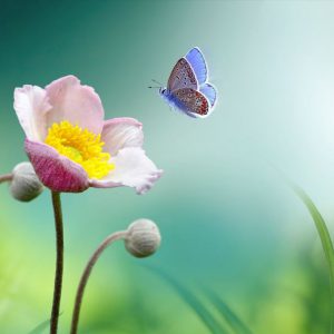 Spring Season Wall Art Painting Posters And Prints On Canvas (Without Frame)