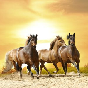 Three Running Horses Art Painting Posters And Prints On Canvas (Without Frame)