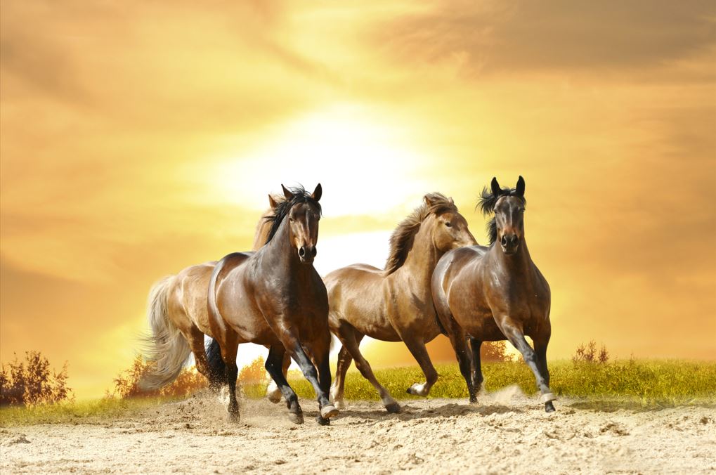 Three Running Horses Painting 1