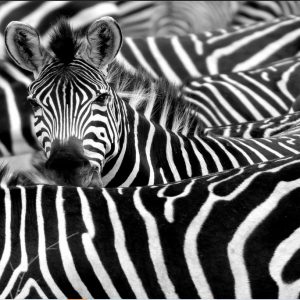 Unique Zebra Wall Art Painting Posters And Prints On Canvas (Without Frame)