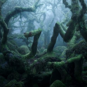 Meme Evolution Canvas Print Painting On Canvas Without Frame