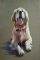A Dog Hand Painted Paintings on Canvas Wall Art Painting A (Without Frame)