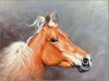 SoulSpaze Horse Head F Hand Painted Paintings on Canvas Wall Art Painting (Without Frame)